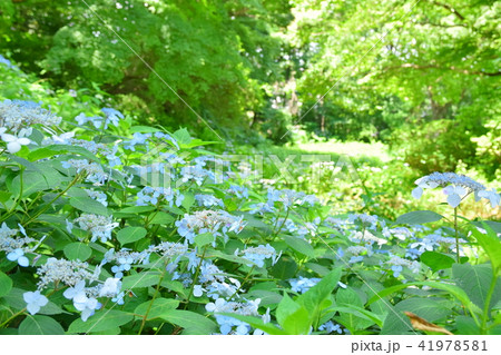 仙台野草園　園内 41978581