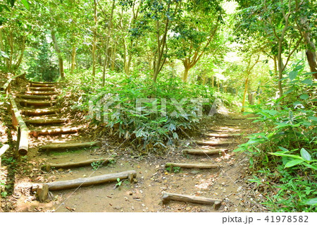 仙台野草園　園内 41978582