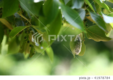 国蝶オオムラサキのサナギ 国蝶オオムラサキのサナギ 41978784