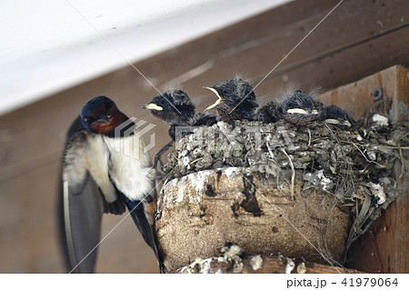 子育て中のツバメ 子育て中のツバメ 41979064