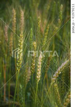 Serene and beautiful sunsets oyster fields Serene and beautiful sunsets oyster fields 41979211