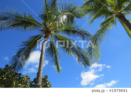 ワイキキビーチ 41979691