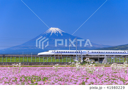 静岡_富士山と新幹線 静岡_富士山と新幹線 41980229