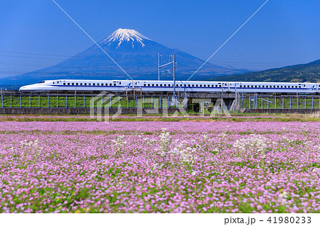 静岡_富士山と新幹線 静岡_富士山と新幹線 41980233