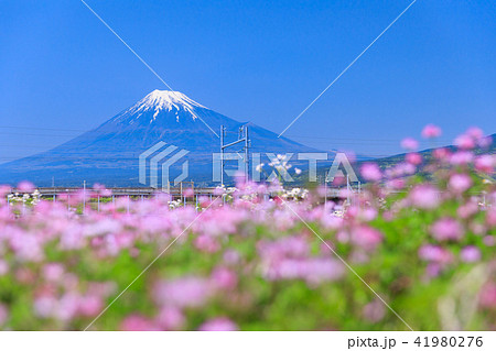 静岡_レンゲ畑と富士山 静岡_レンゲ畑と富士山 41980276