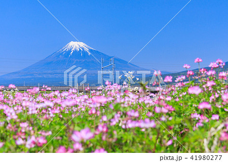 静岡_レンゲ畑と富士山 41980277