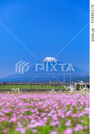 静岡_レンゲ畑と富士山 41980278