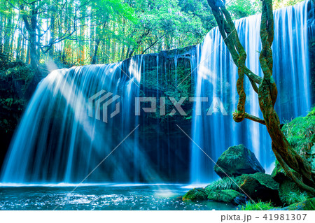 新緑の鍋ヶ滝（熊本県阿蘇郡） 41981307