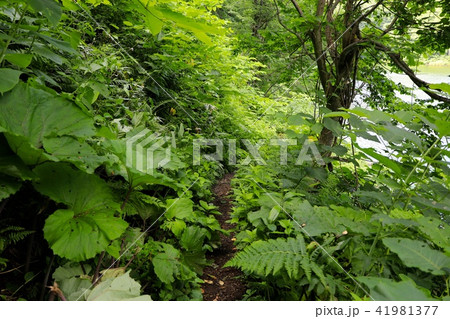 半月湖へと続く道 41981377