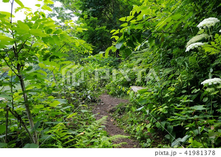 半月湖へと続く道 41981378