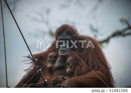 Sad orangutan with two children sits together Sad orangutan with two children sits together 41981566