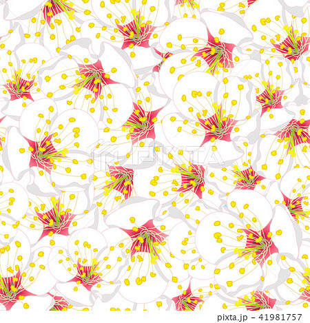 White Plum Blossom Flower Seamless Background White Plum Blossom Flower Seamless Background 41981757