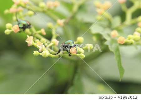 花の蜜を吸うコガネムシ(スジコガネ) 花の蜜を吸うコガネムシ(スジコガネ) 41982012