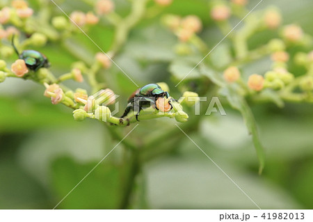 花の蜜を吸うコガネムシ(スジコガネ) 花の蜜を吸うコガネムシ(スジコガネ) 41982013