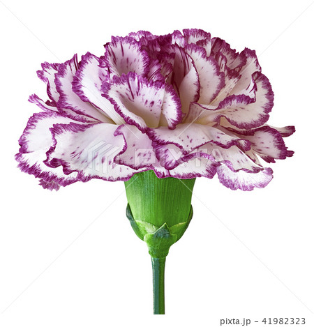 Eggplant white carnation flower isolated on  white 41982323