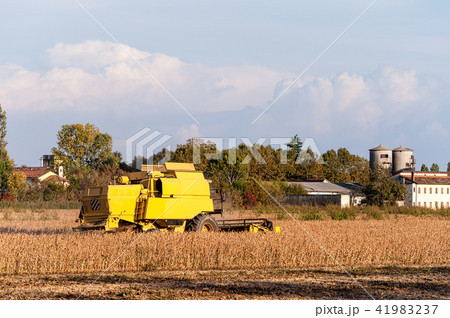 Harvesting of soybean field with combine harvester 41983237