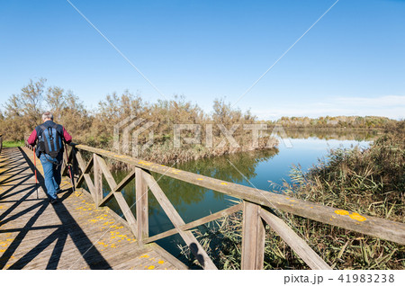 Hiker (60 years old) on a wooden footbridge . Hiker (60 years old) on a wooden footbridge . 41983238