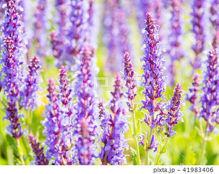 blooming Woodland Sage blooming Woodland Sage 41983406