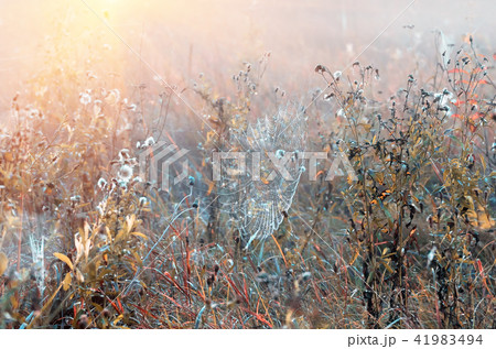 cobwebs on dry grass at foggy autumn morning 41983494