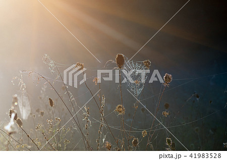 cobwebs on dry grass at foggy autumn morning 41983528