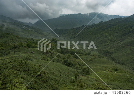 ダージリン ダージリン 41985266