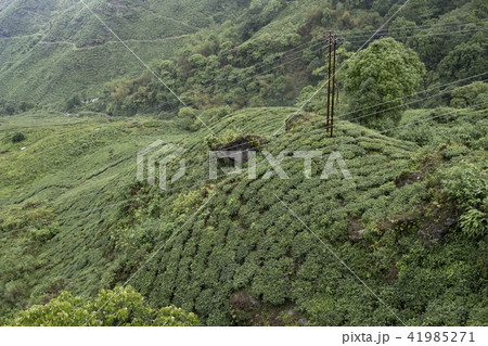 ダージリン 41985271