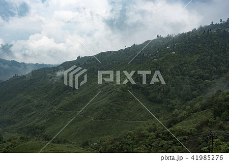 ダージリン ダージリン 41985276