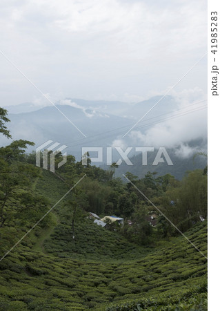 ダージリン 41985283