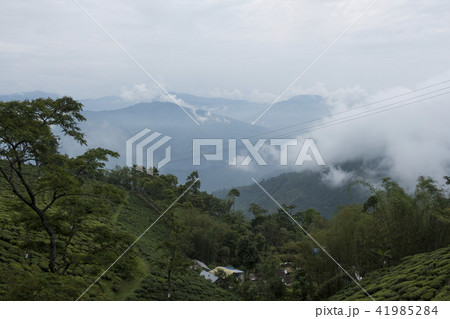 ダージリン ダージリン 41985284