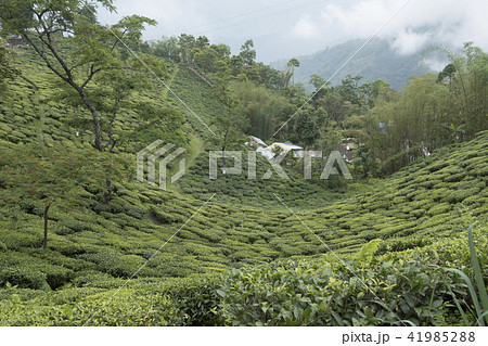 ダージリン ダージリン 41985288