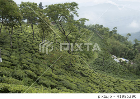 ダージリン ダージリン 41985290