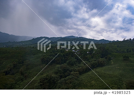 ダージリン ダージリン 41985325