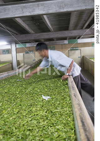 ダージリン ダージリン 41985342