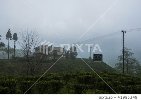 ダージリン 41985349