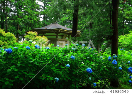 二清院と紫陽花 二清院と紫陽花 41986549