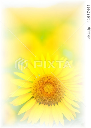 ひまわり 41987445