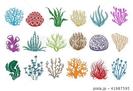 Seaweeds And Corals On Whiteのイラスト素材