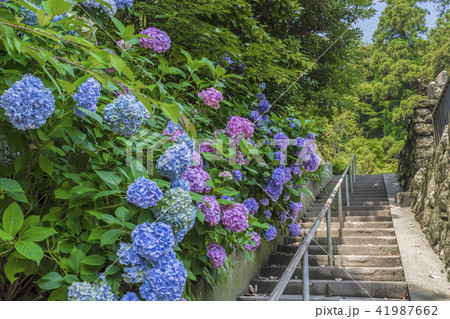 妙本寺の紫陽花(鎌倉市大町) 妙本寺の紫陽花(鎌倉市大町) 41987662