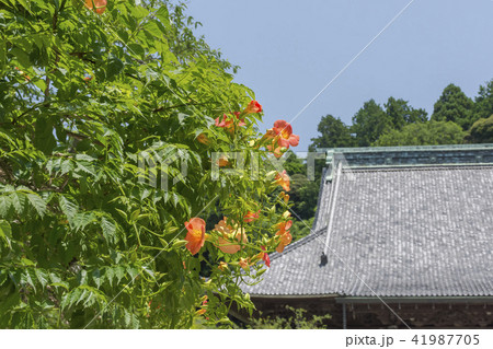 妙本寺の祖師堂とノウゼンカズラ(鎌倉市大町) 妙本寺の祖師堂とノウゼンカズラ(鎌倉市大町) 41987705