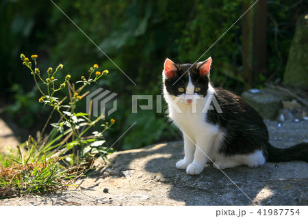 野良猫たちの生活 野良猫たちの生活 41987754