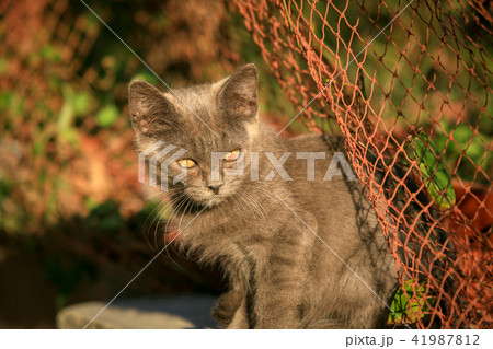 野良猫たちの生活 41987812