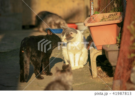 野良猫たちの生活 41987813
