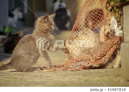 猫島の野良猫たちの生活 41987818