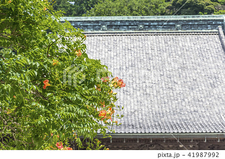 妙本寺の祖師堂とノウゼンカズラ（鎌倉市大町） 41987992