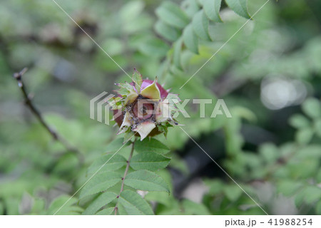 サンショウバラの実 41988254