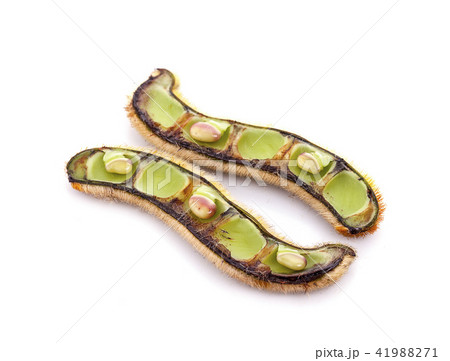 Mucuna pruriens isolated on white background 41988271