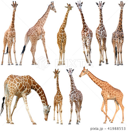 giraffe isolated on white background giraffe isolated on white background 41988553