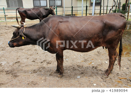 肉牛　黒毛和種 41989094