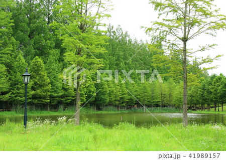 街路樹 池 森林 41989157