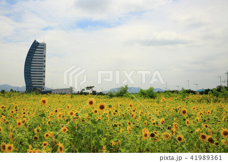 韓国 ヒマワリ 花畑 41989361